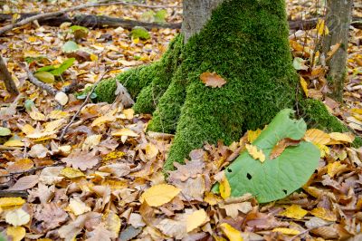 Autumn forest with beauty colors