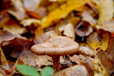 Autumn forest with beauty colors