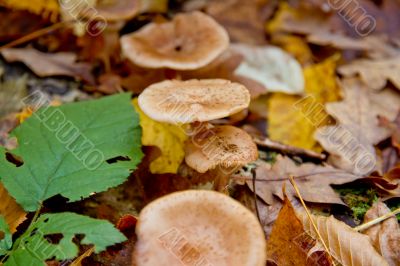 Autumn forest with beauty colors