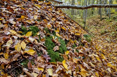 Autumn forest with beauty colors