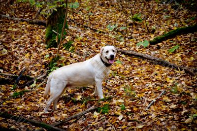 Autumn forest with labrodor retriever