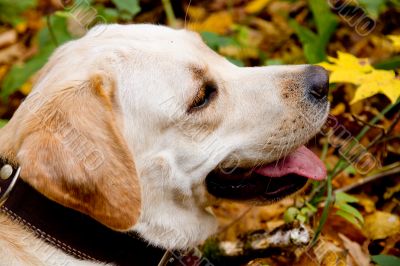 Autumn forest with labrodor retriever