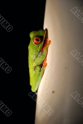 Agalychnis callidryas - Red Eye Frog -