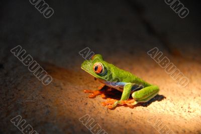 Agalychnis callidryas - Red Eye Frog -
