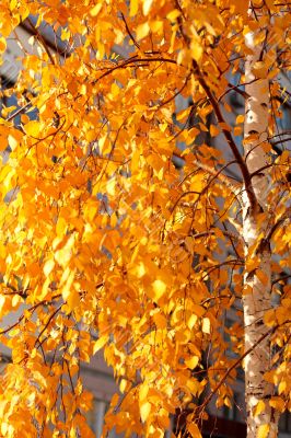Golden leaves