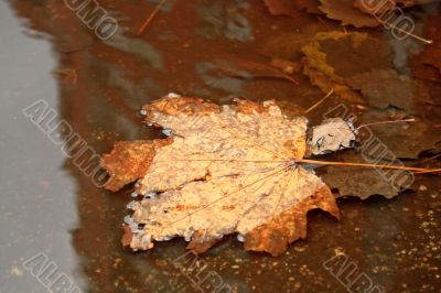Maple leaf in the puddle