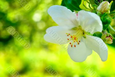 One apple trees flower