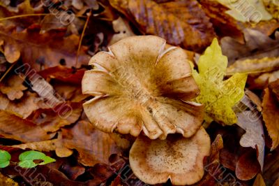 Autumn forest with beauty colors Autumn forest with beauty colors