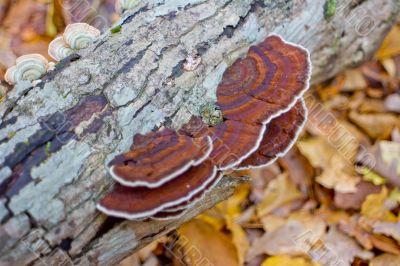 Autumn forest with tree fungus