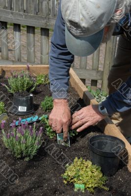 Planting Herbs