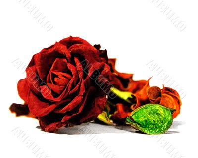 Dry Red Rose 