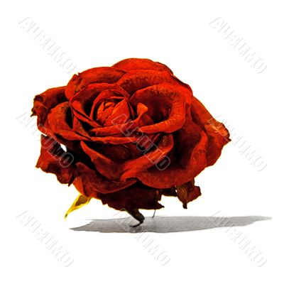 Dry Red Rose 