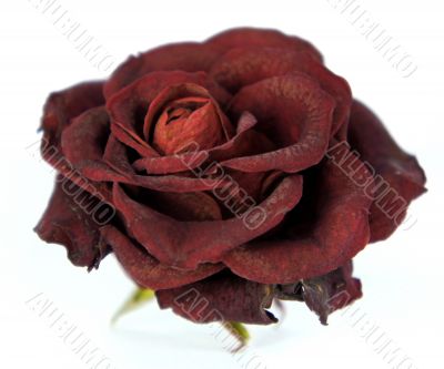 Dry red Rose 