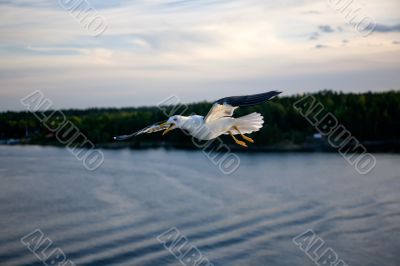 Sea gull