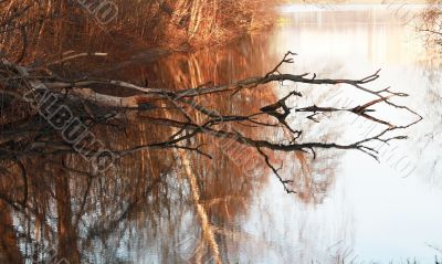 Dry tree in water