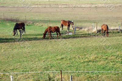 Horses on a pasture