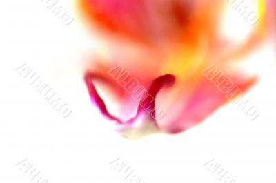 Orchid Orchid