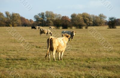 Cows on a pasture Cows on a pasture