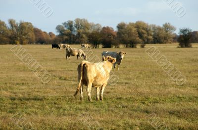 Cows on a pasture