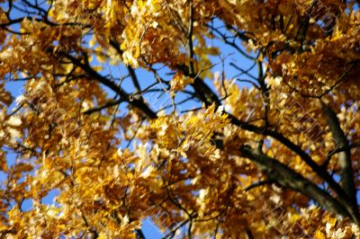 Autumn tree background