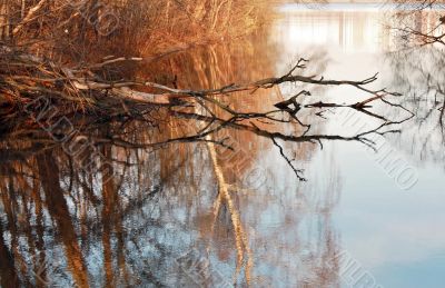 Dry tree in water