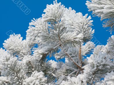 Hoarfrost on a pine