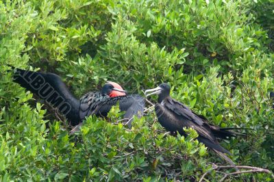 Magnificent Frigatebird (Fregata magnificens) 