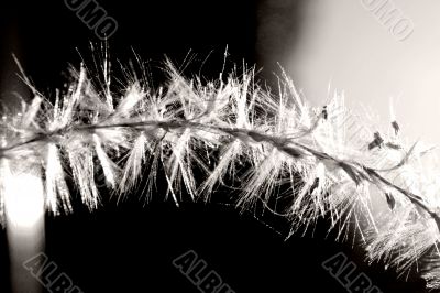 fluff in the back light fluff in the back light