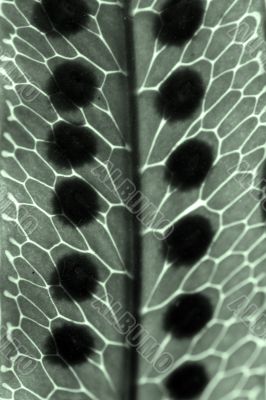 macro from a leaf