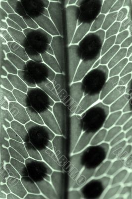macro from a leaf macro from a leaf