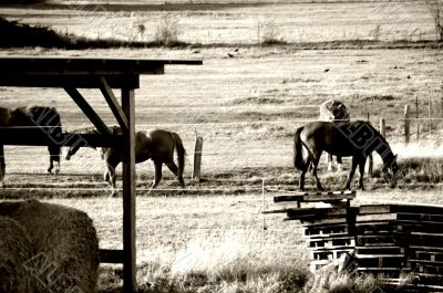 Horses on a pasture