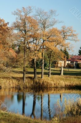 Autumn trees