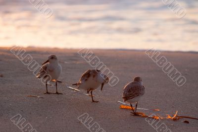 Beach runners in Antigua