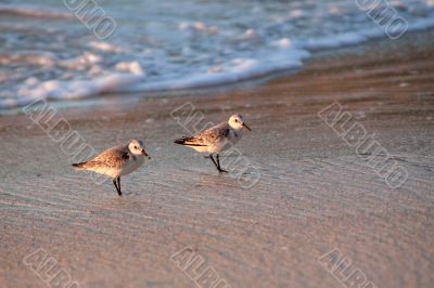 Beach runners in Antigua