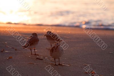 Beach runners in Antigua