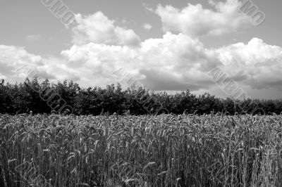 Grain and cherry trees