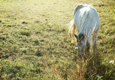 White horse