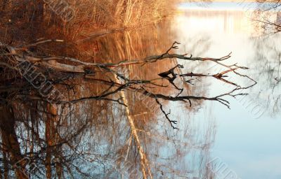 Dry tree in water