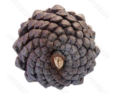 Pine Cone