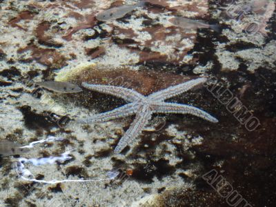 seastar and fishes under ocean