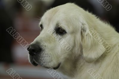 Portrait of Golden Retriever