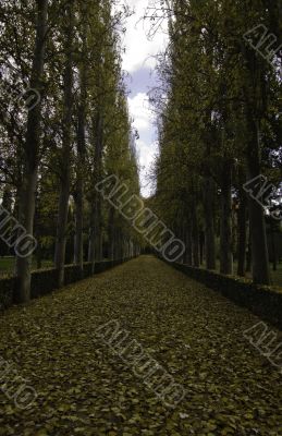 Beautiful lane with tall trees on both sides of the pathway in a