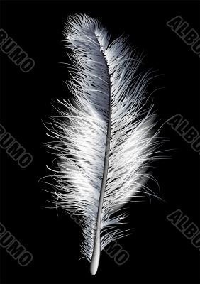 feather white