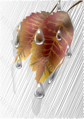 Autumn leaves under the rain