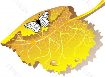 Autumn leaves and butterfly