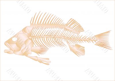 fish skeleton