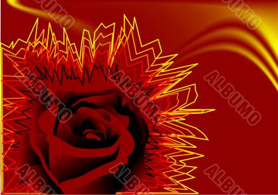fiery rose