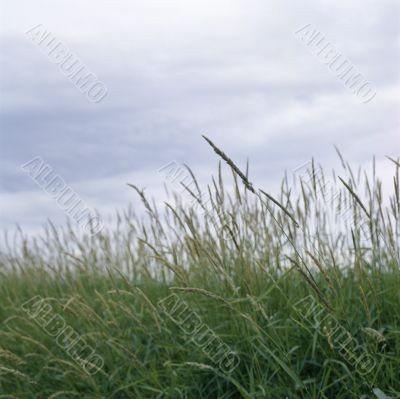 Grass Grass
