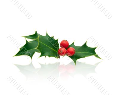 Holly Holly