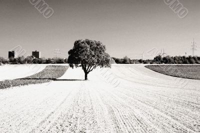 The tree on the field